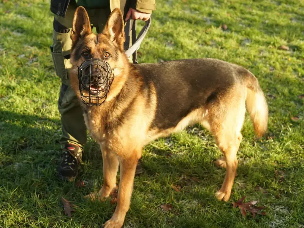 Harry - Deutscher Schäferhund - Bild 3