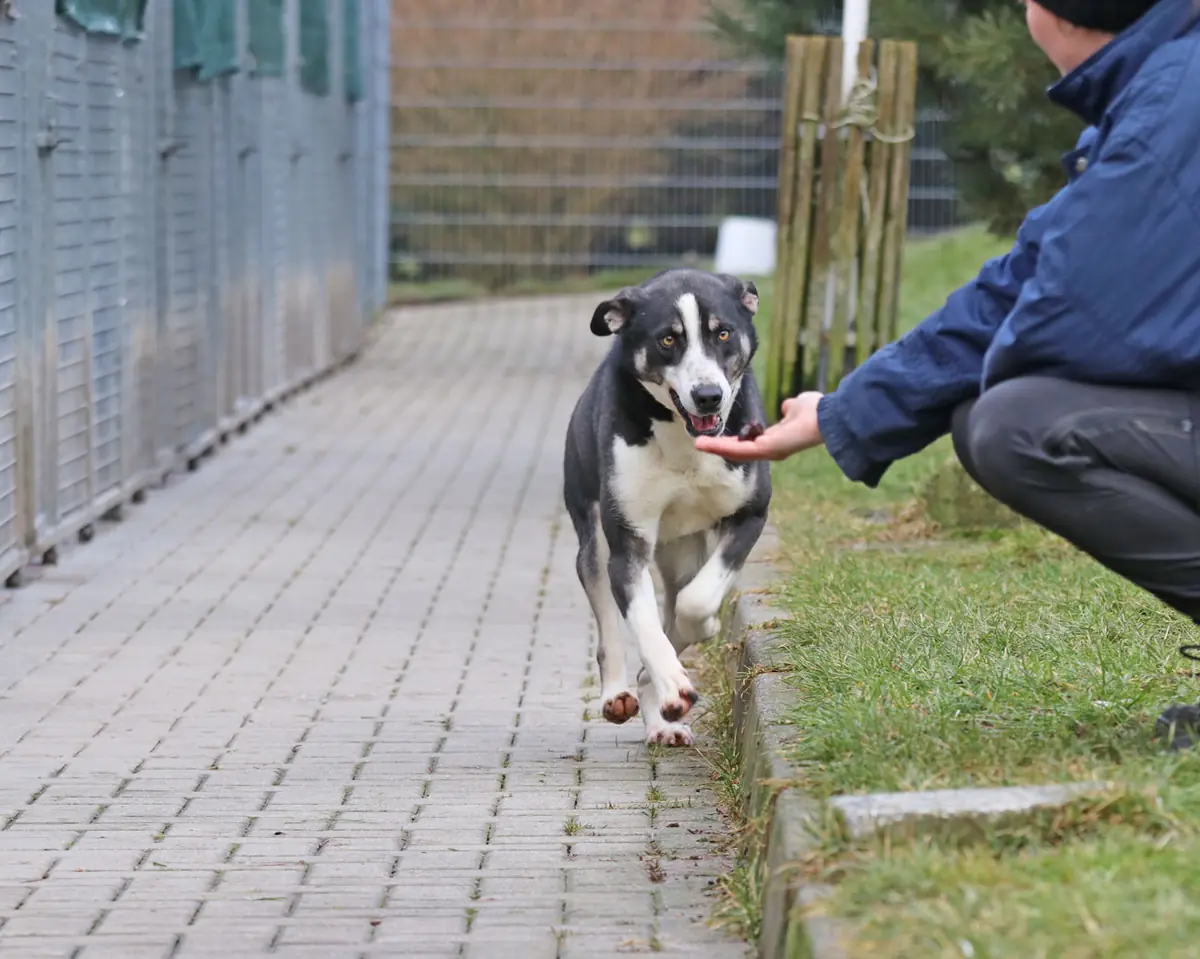 Buddy -  - Bild 5