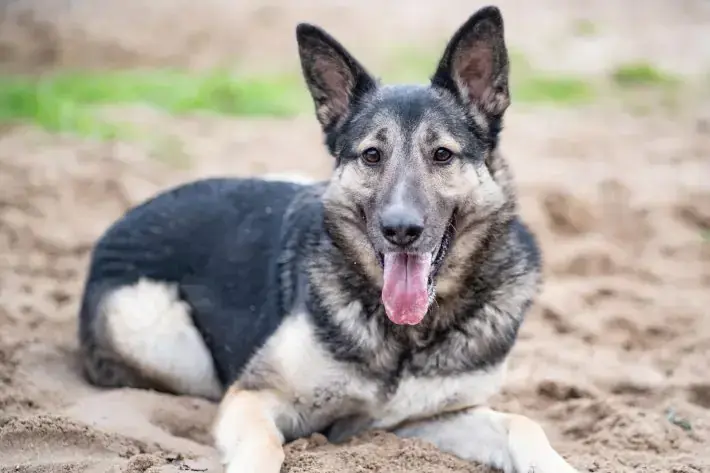 Alma - Deutscher Schäferhund - Bild 1