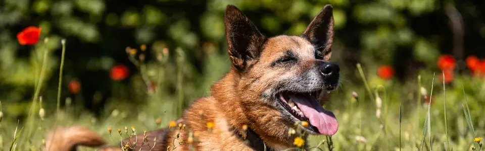 Ates - Kangal-Hirtenhund - Bild 1