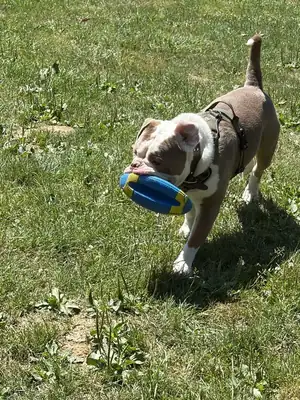 Ragnar – Englische Bulldogge – Bild 3