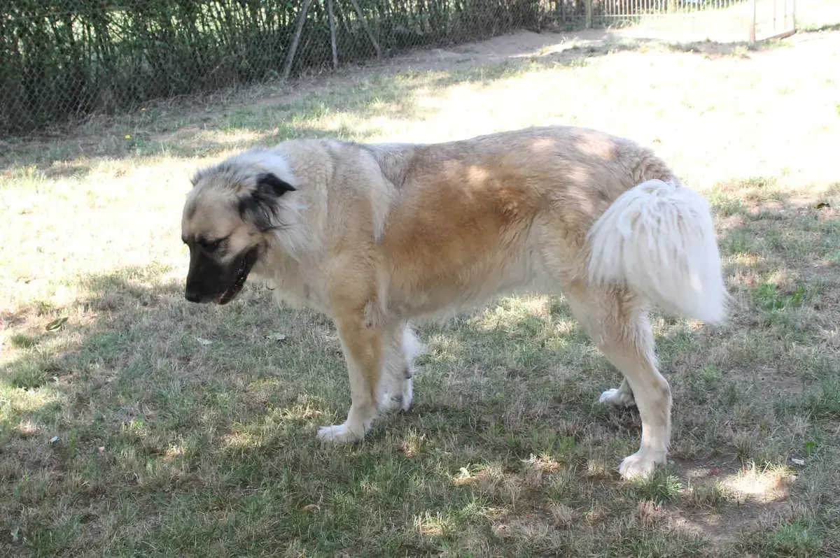 Mira - Kangal-Hirtenhund - Bild 6