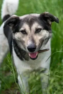 Barney -  - Bild 1