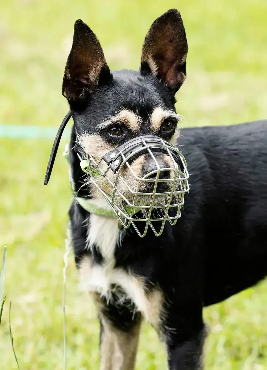 Patu - Riesenschnauzer, Afghanischer Windhund - Bild 1