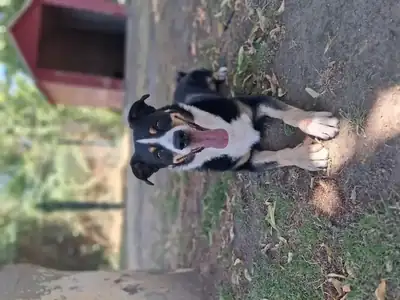 Balu – Appenzeller Sennenhund – Bild 2
