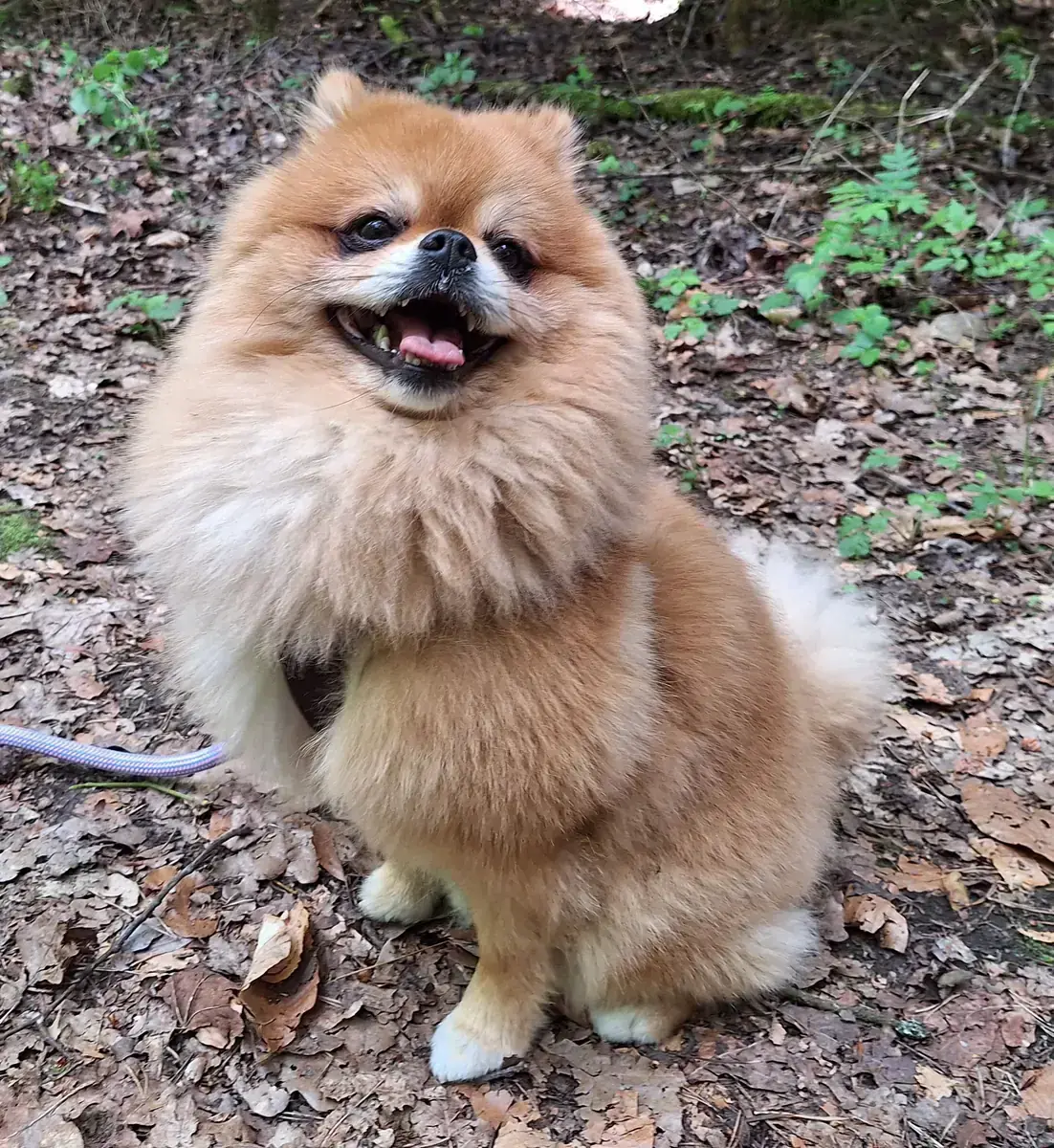 Simba -  - Bild 5