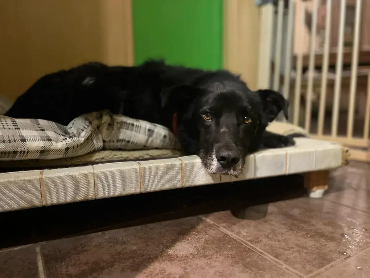 Rex - Deutscher Schäferhund - Bild 10