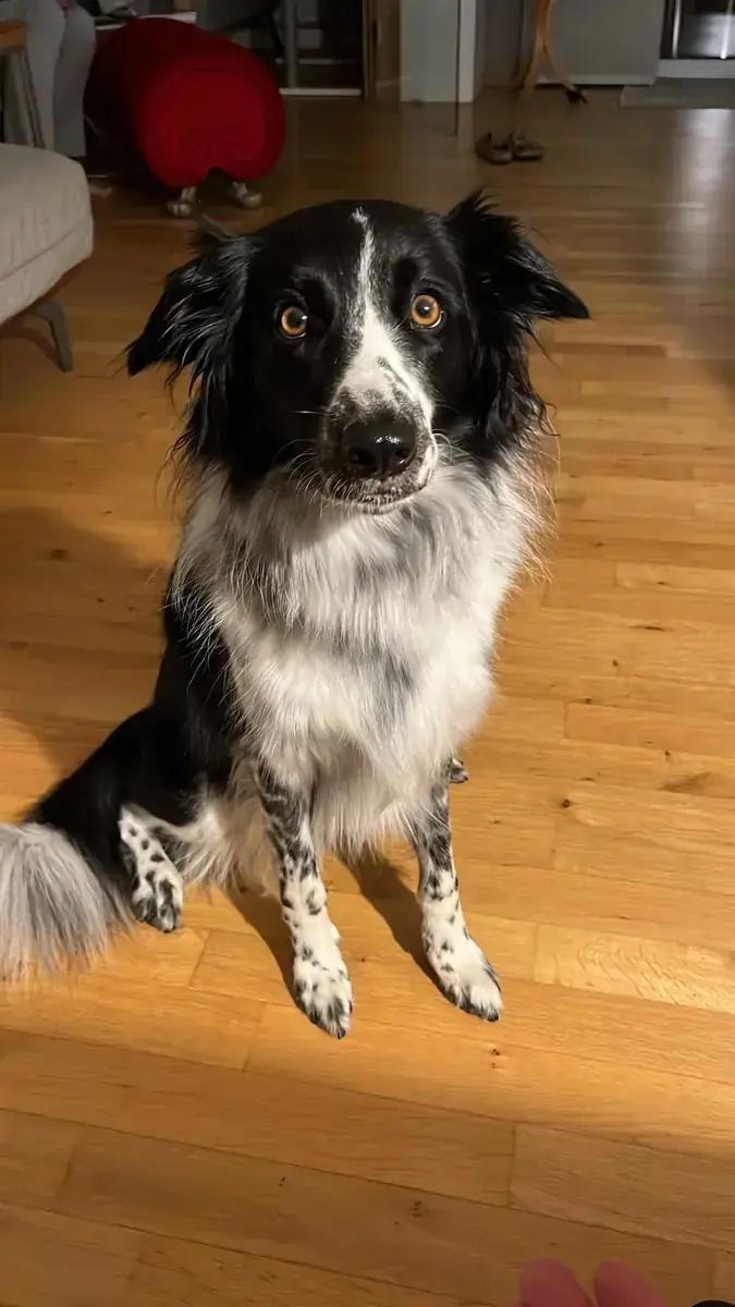 Rey - Border Collie - Bild 2