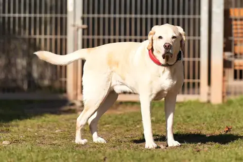 Bobby - Labrador Retriever - Bild 3