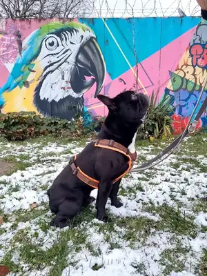 Filja – Hund – Bild 4