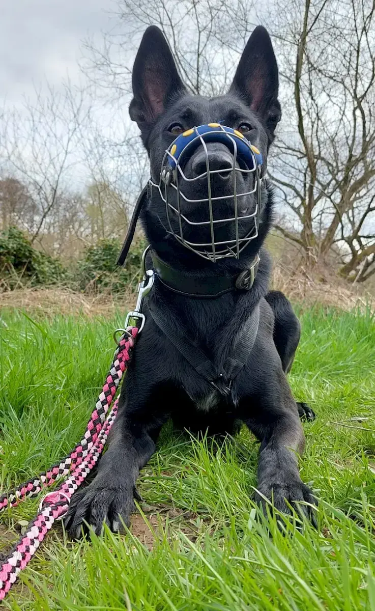 Greta - Deutscher Schäferhund - Bild 14