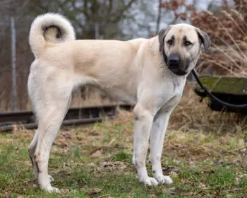 Murphy - Labrador Retriever - Bild 2