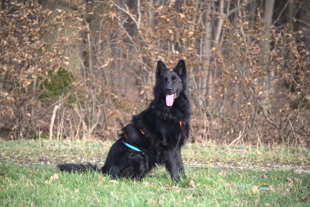 Filou - Deutscher Schäferhund - Bild 7