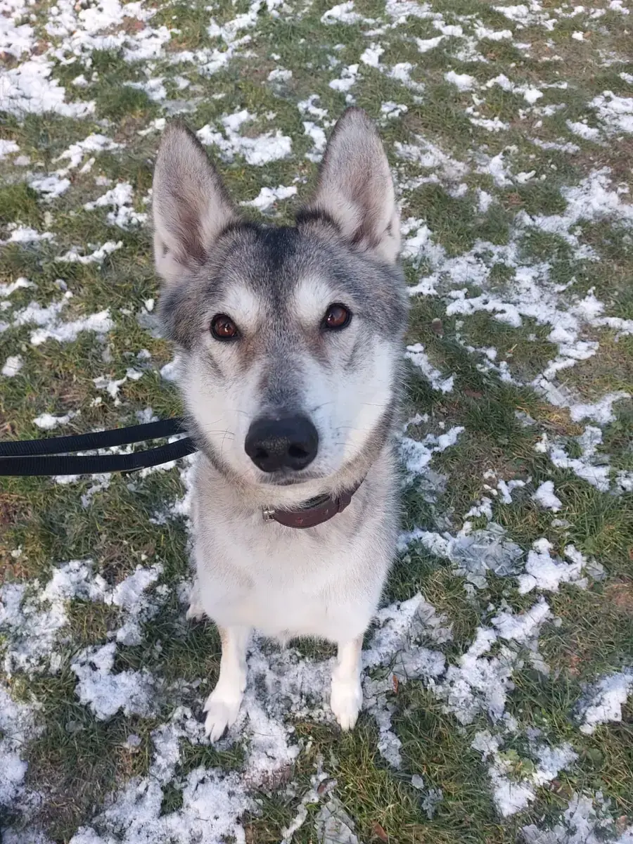 Askan - Siberian Husky - Bild 7