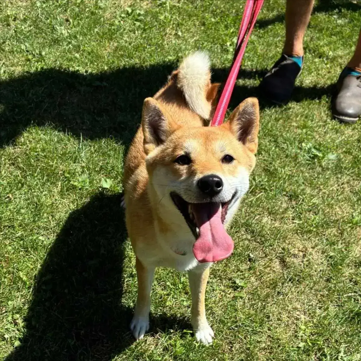 Shiba Kali