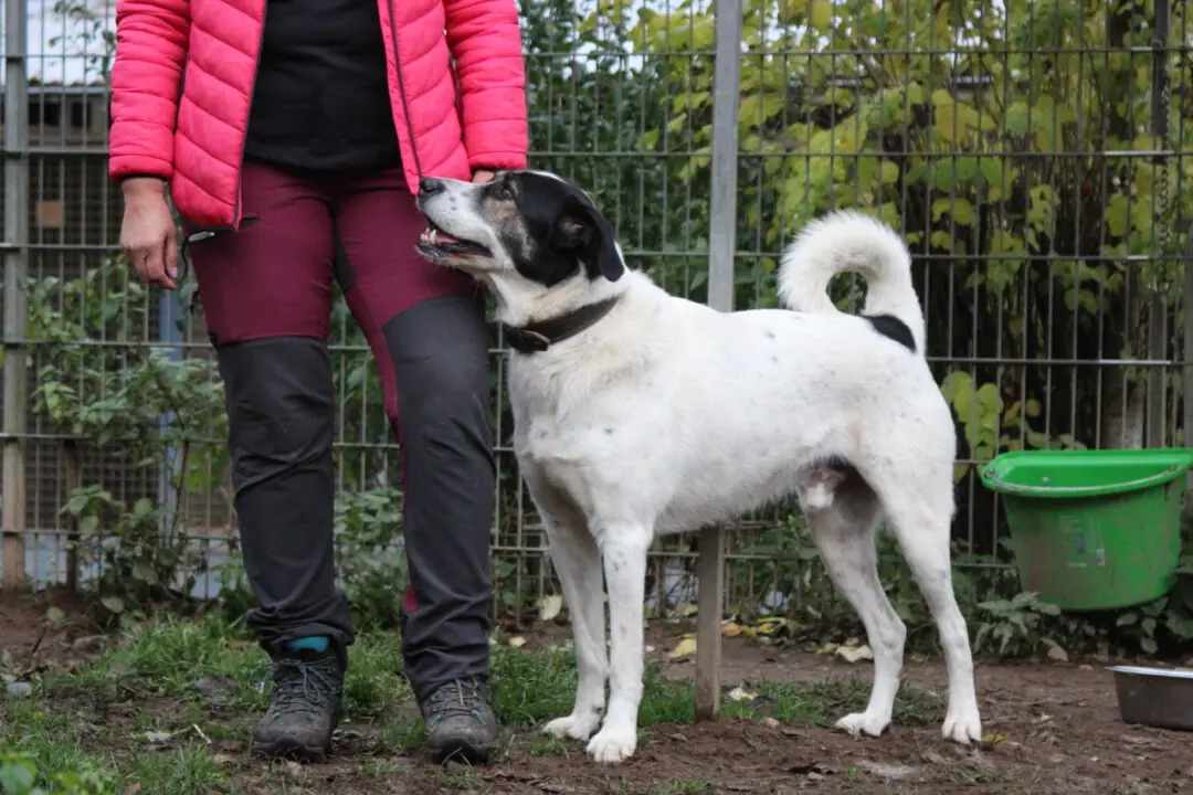 Paco -  - Bild 4