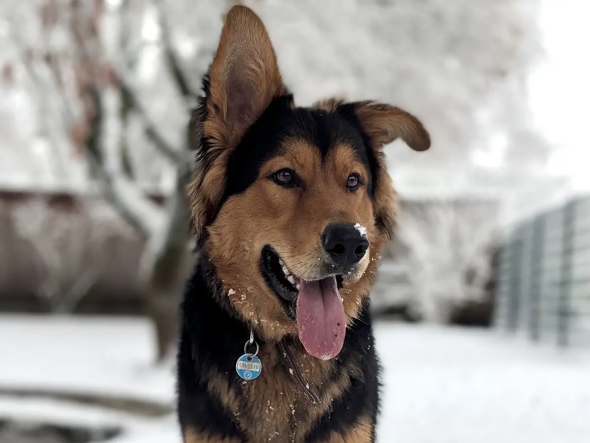 Joschi - Deutscher Schäferhund - Bild 1