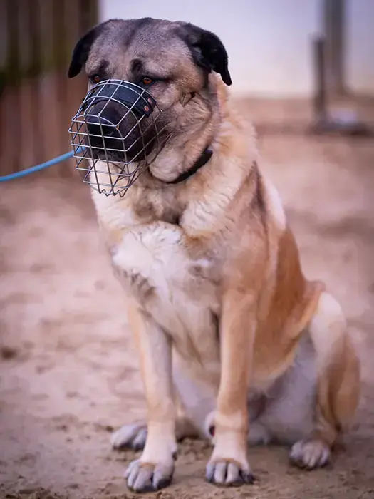 Garib - Kangal-Hirtenhund - Bild 4