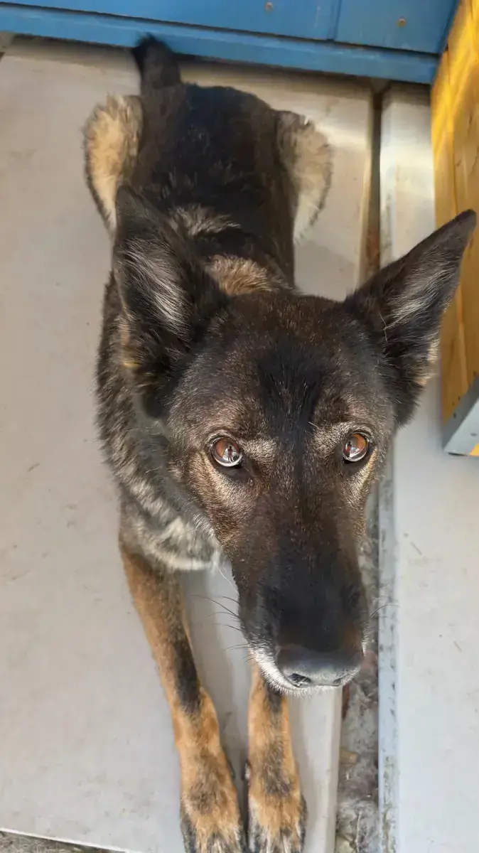 Josy – Deutscher Schäferhund – Bild 2