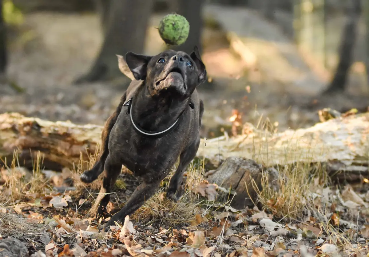 Mojo -  - Bild 8