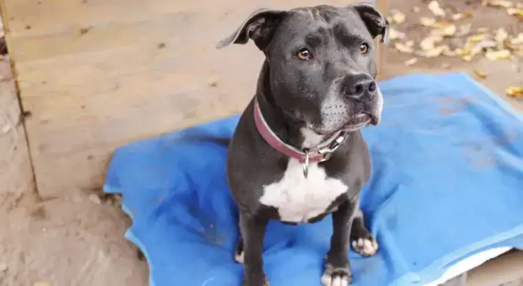 Bonnie - American Staffordshire Terrier - Bild 1