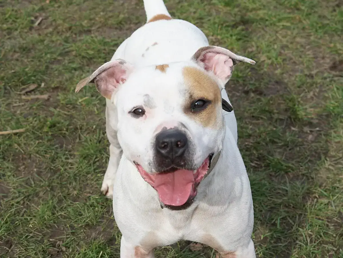 Karlson - American Staffordshire Terrier - Bild 1