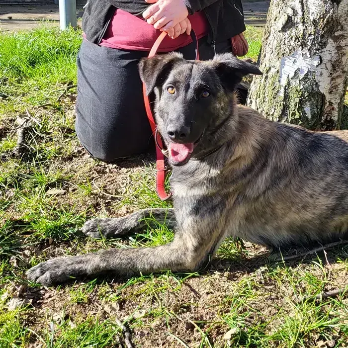 Cookie – Hollandse Herdershond – Bild 7