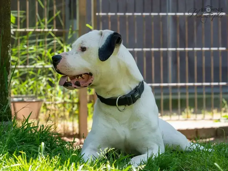 Hades - Dogo Argentino - Bild 14
