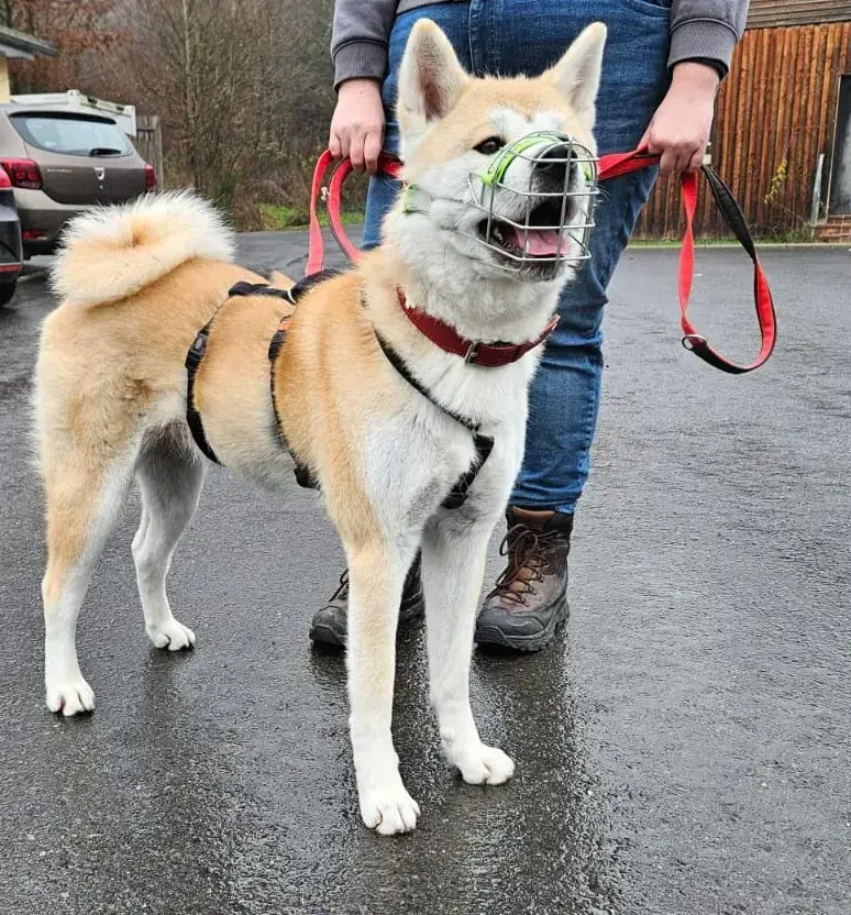 Liz - Akita - Bild 3
