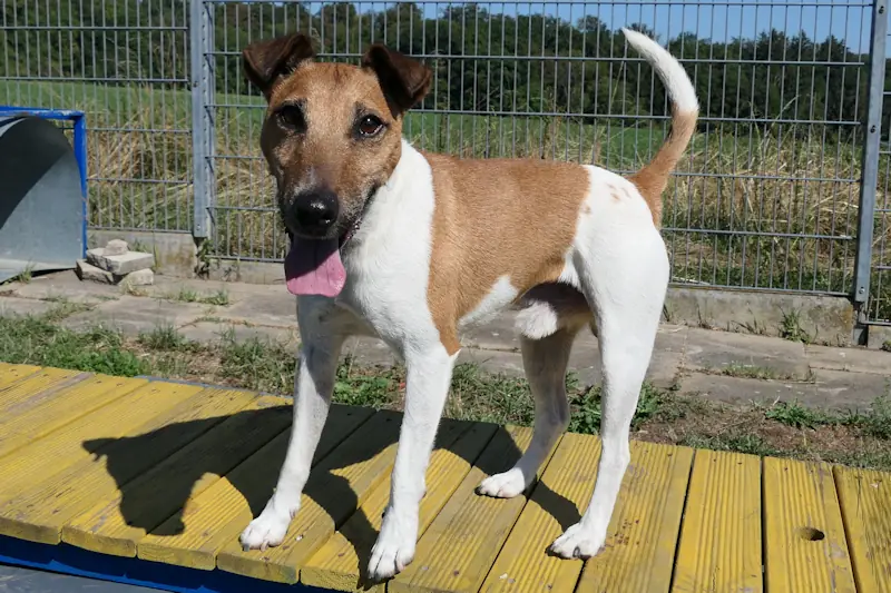 Ramses - Foxterrier Drahthaar - Bild 3
