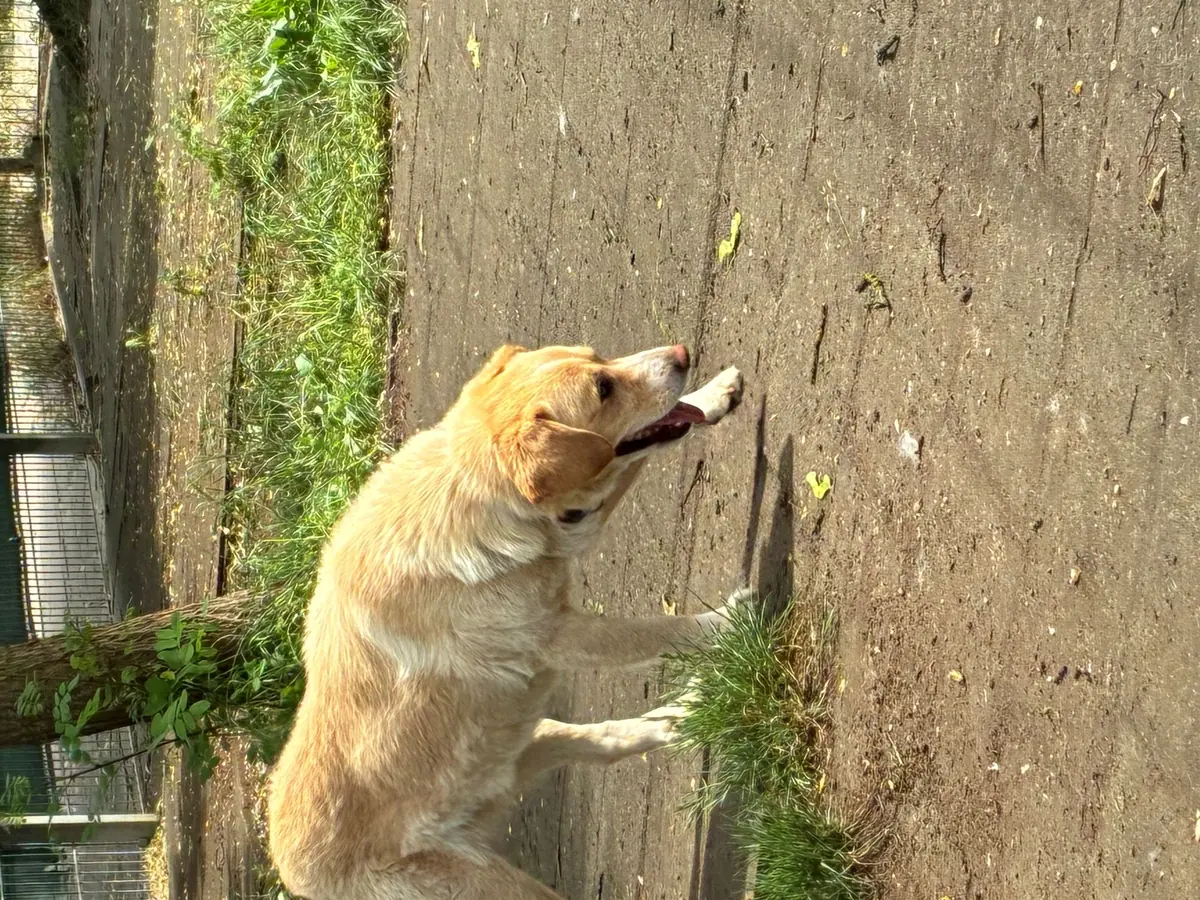 Tommy -  - Bild 13