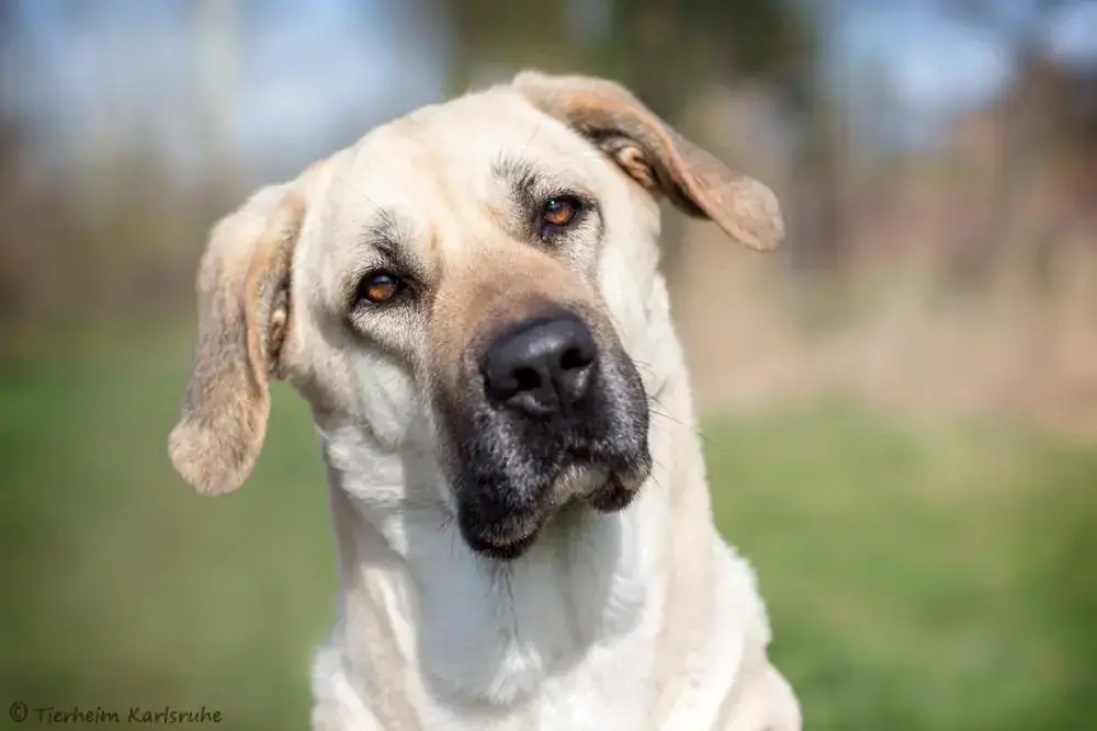 Bonnie - Kangal-Hirtenhund - Bild 1