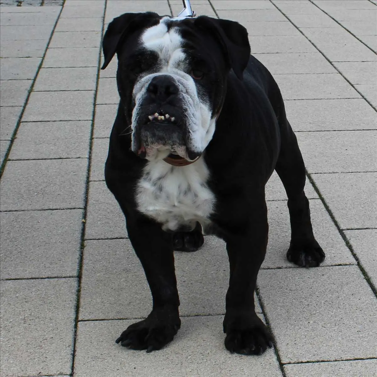 Shorty - Englische Bulldogge - Bild 2