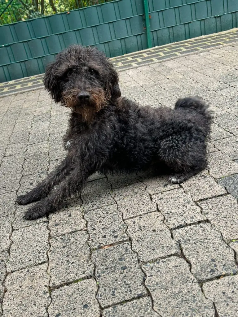 Fridolin -  - Bild 2