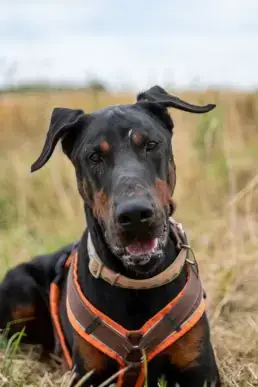 Scooby -  - Bild 1