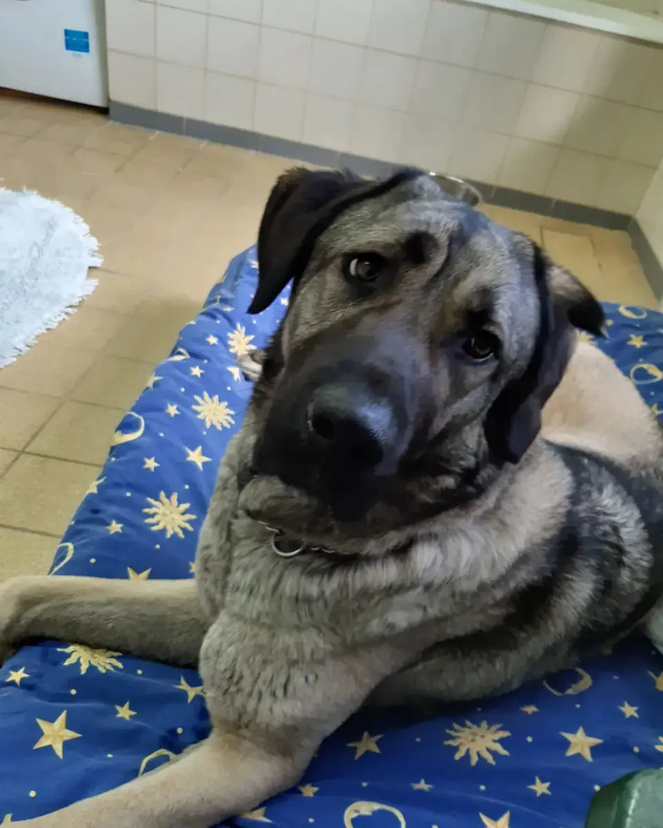 Duman - Kangal-Hirtenhund - Bild 1