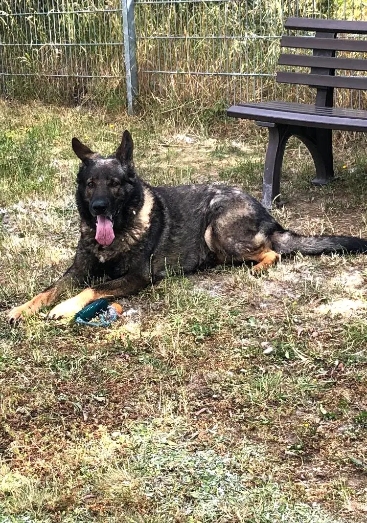 Ricco - Deutscher Schäferhund - Bild 1