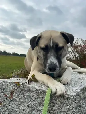 Bran – Hund – Bild 3