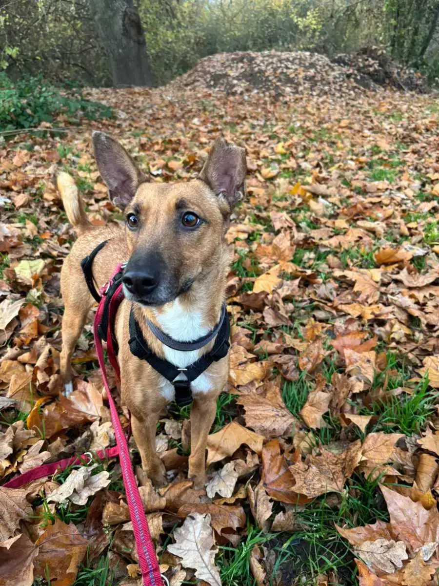 Layla -  - Bild 2