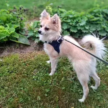 Deutsche Spitze, Chihuahua Charly
