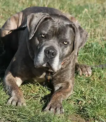 Drago – Cane Corso Italiano – Bild 10