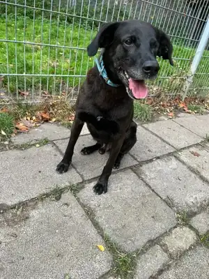 Oskar – Labrador Retriever – Bild 2