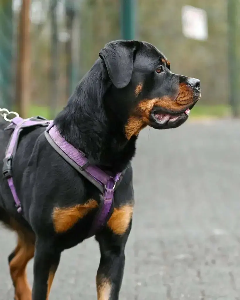 Samira - Rottweiler - Bild 2
