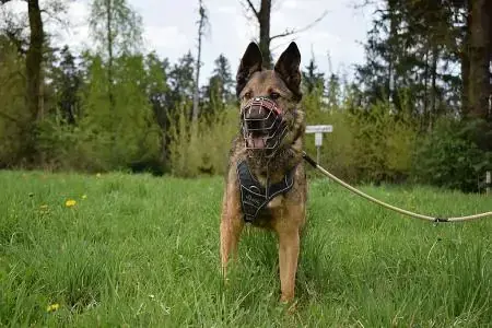 Mexx - Deutscher Schäferhund - Bild 2
