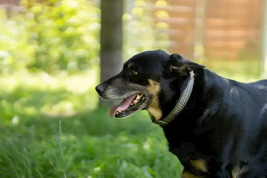Shila -  - Bild 9