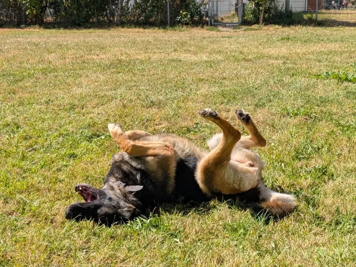 Lissy - Deutscher Schäferhund - Bild 2