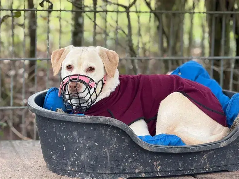 Merry - Labrador Retriever - Bild 9