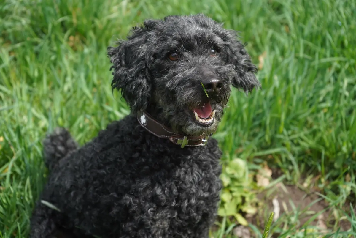 Blacky - Pudel - Bild 6