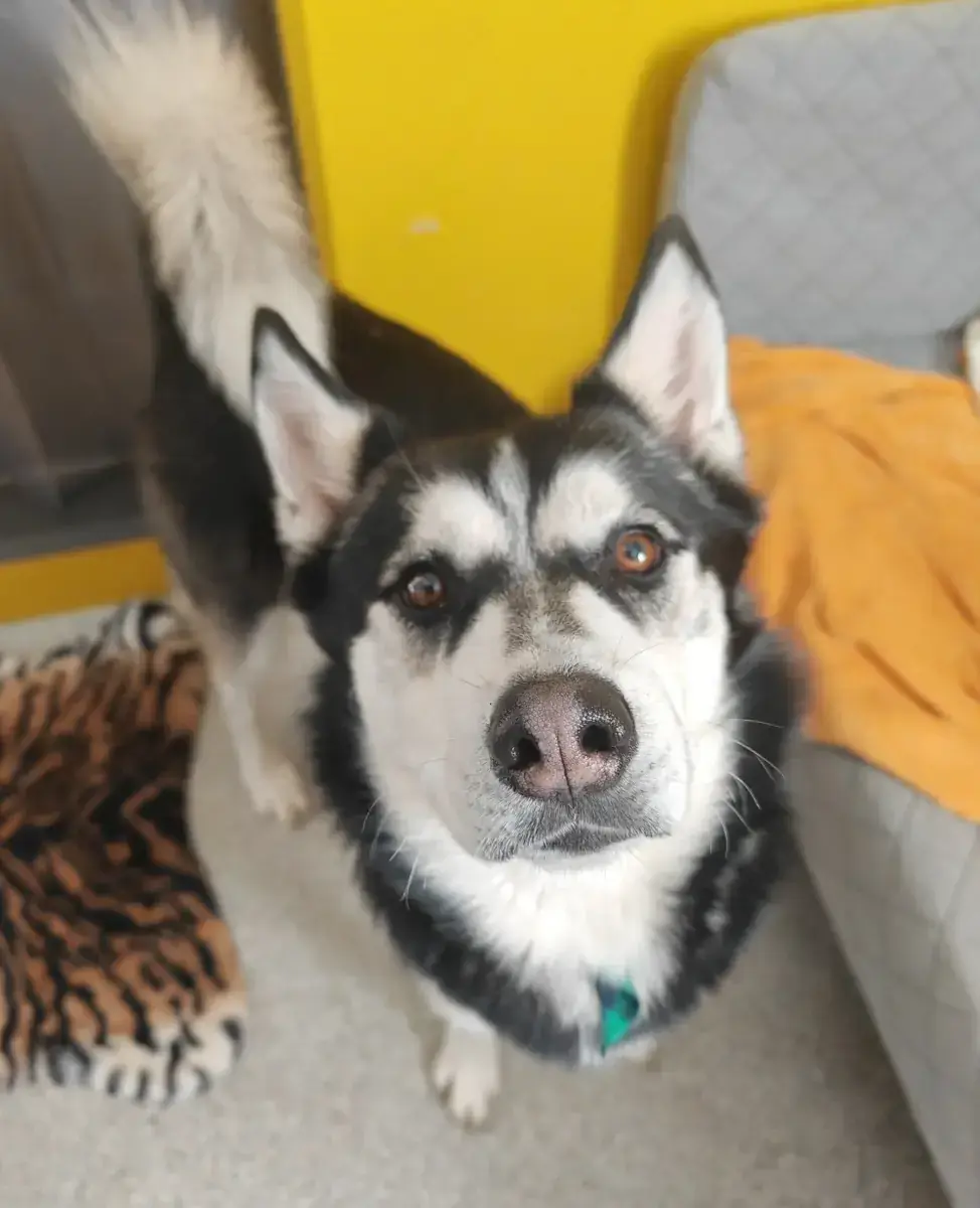 Husky - Siberian Husky - Bild 1