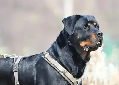 Mara – Rottweiler – Bild 4